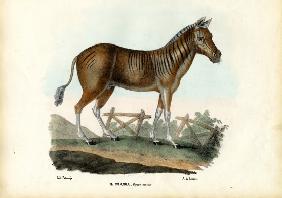 Quagga