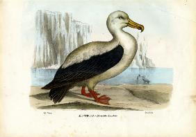 Royal Albatross