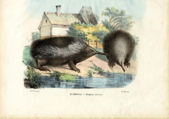 Short-Beaked Echidna de Raimundo Petraroja