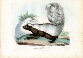 Skunk