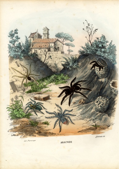 Spiders de Raimundo Petraroja