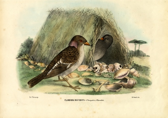 Spotted Bowerbird de Raimundo Petraroja