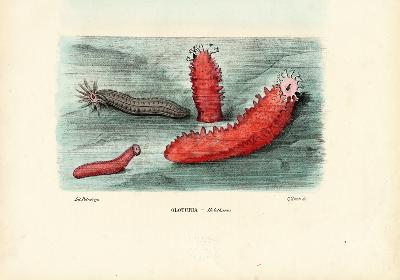 Sea Cucumber