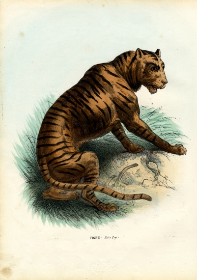 Tiger - Raimundo Petraroja en reproducción impresa o copia al óleo sobre  lienzo.