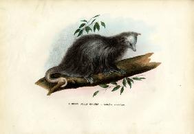 Virginia Opossum