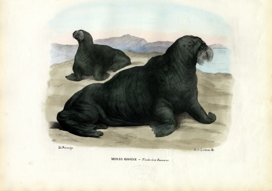 Walrus de Raimundo Petraroja