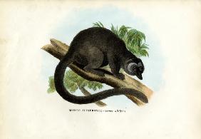 White-Headed Brown Lemur