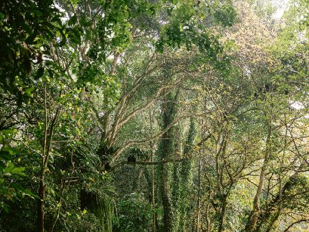 Monkeys in Lombok