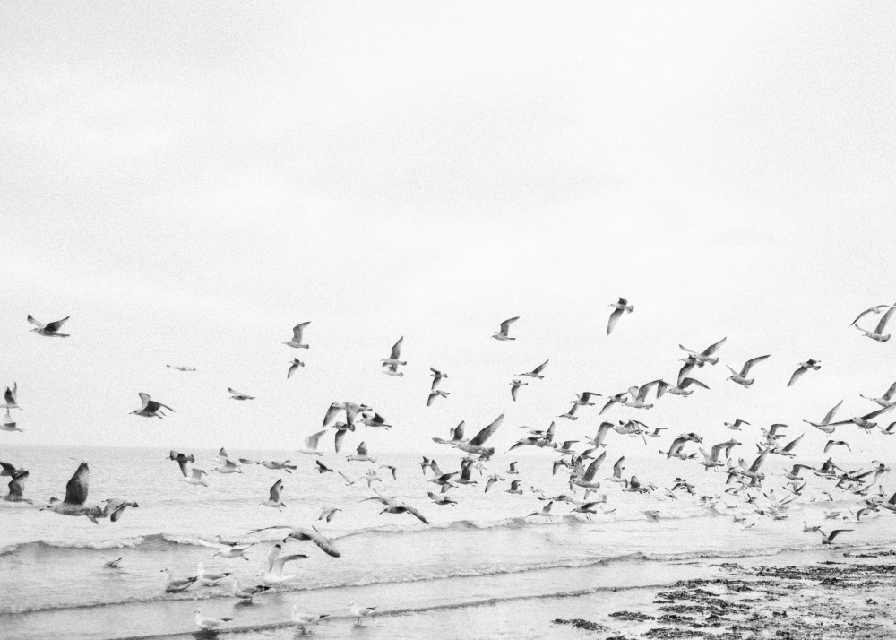 Seagulls - Coastal black and white de Raisa Zwart