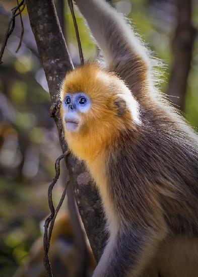 A Cute Little Golden Monkey