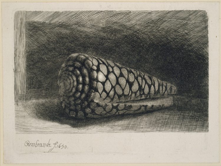 The Shell de Rembrandt van Rijn