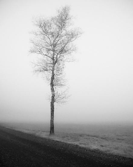 lonely tree