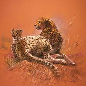 Cheetah Mother