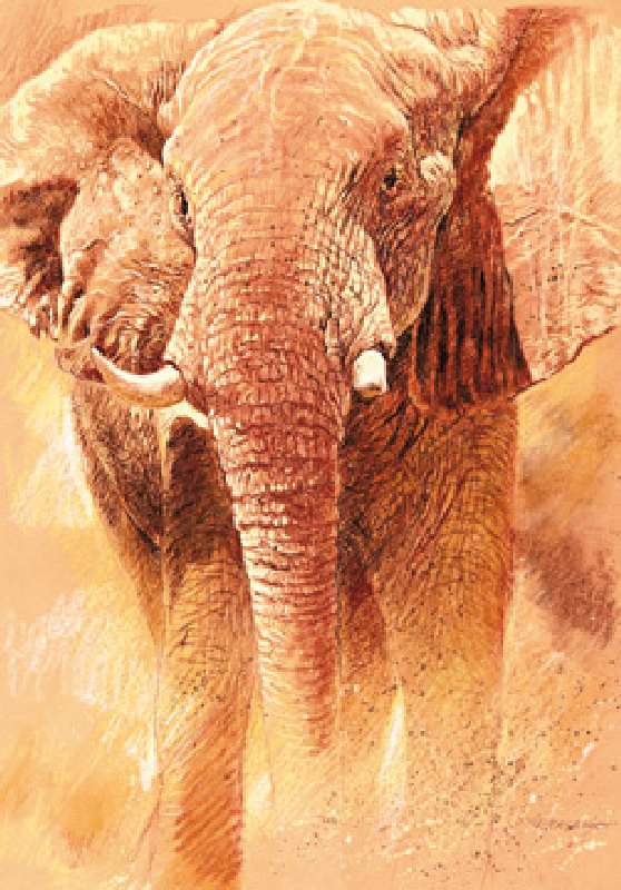 Titulo de la imágen Renato Casaro - Elefant Study