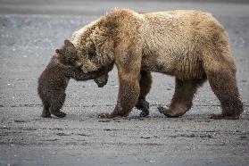 A Little Bear Hug