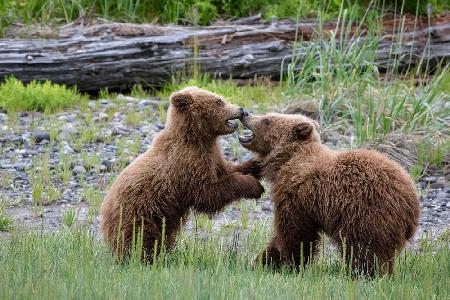 Kissing Cousins