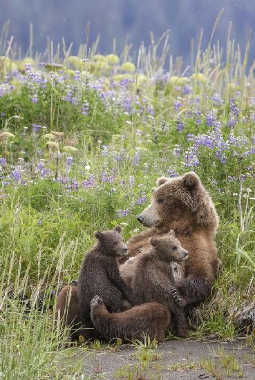 In a Mothers Arms