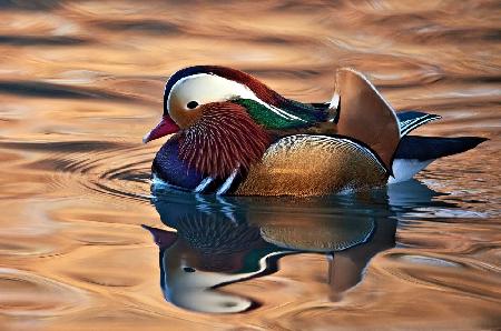 Mandarin duck