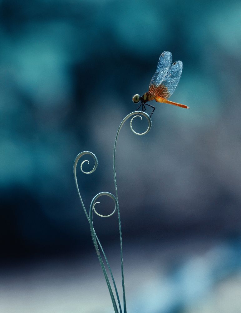 dragonfly de Ridho Arifuddin