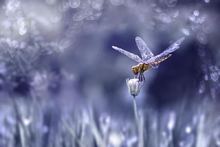 dragonfly