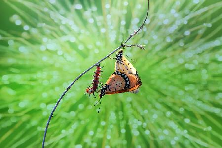 mating butterflies and caterpillars