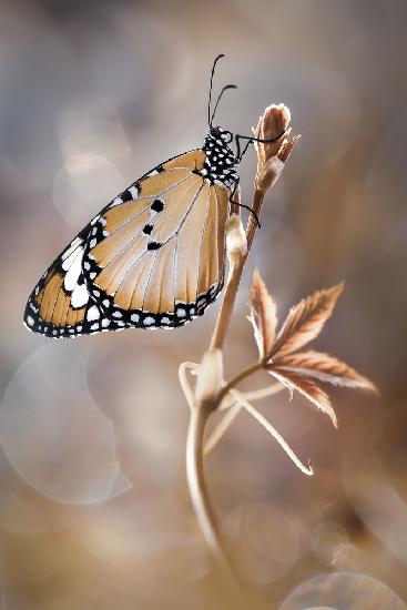 Autumn Beauty