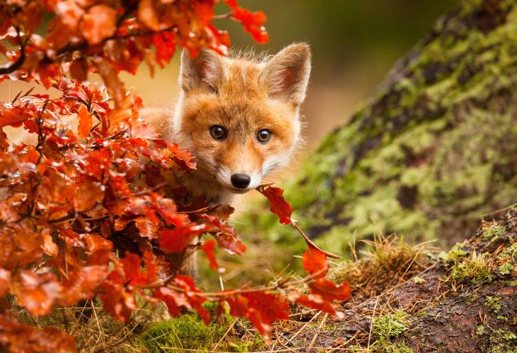 Fox de Robert Adamec