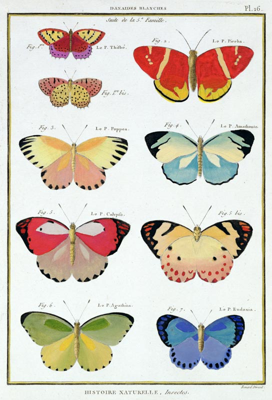 Butterflies from 'Histoire Naturelle des Insectes' by M. Olivier (coloured engraving) de Robert Benard
