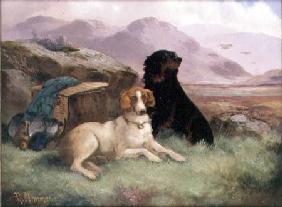 Gundogs (one of a pair)