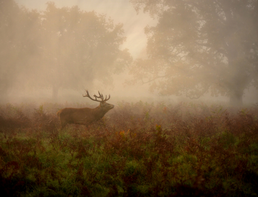 Lord of the ancient forest de Robert Fabrowski