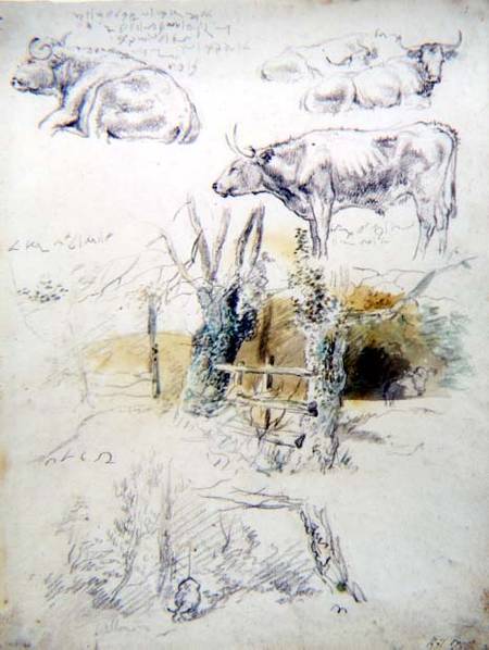 Cattle Studies de Robert Hills