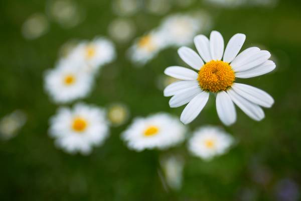 Blumenwiese mit Margeriten de Robert Kalb