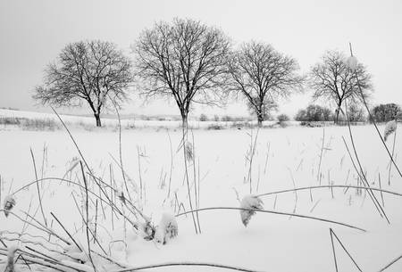 Kahle Baumreihe in Winterlandschaft