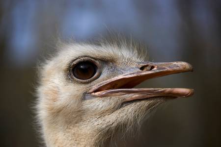 Portrait eines Straußenvogels im Park