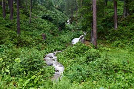 Romantischer kleiner Wildbach im Wald