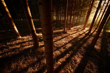 Romantischer Wald mit goldenem Streiflicht im Herbst