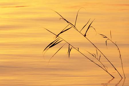 Stimmungsvolles Morgenlicht am Bodensee