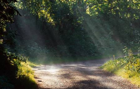 Wanderweg durch einen Wald mit Sonnenstrahlen