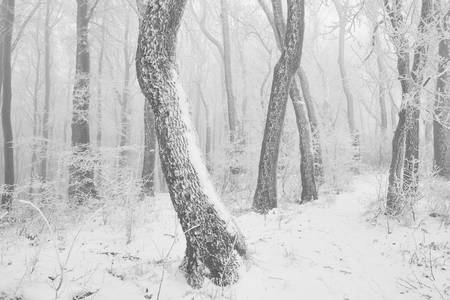 Weg durch den romantisch verschneiten, gefrorenen Wienerwald