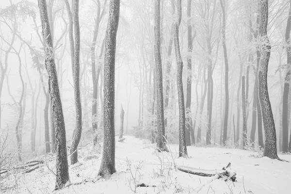 Weg durch den romantisch verschneiten, gefrorenen Wienerwald de Robert Kalb