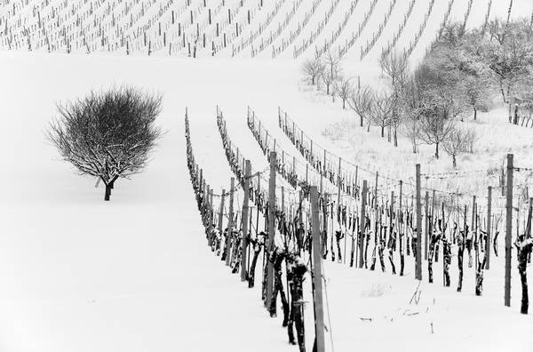 Weingarten im Winter de Robert Kalb