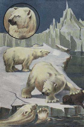 Polar bears in the Arctic