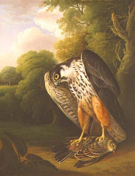 A Hobby Hawk and Prey shot at Buxton de Robert Wilkinson Padley