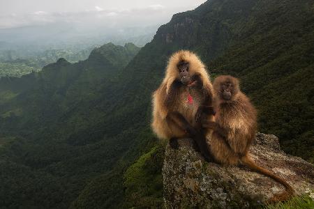 Gelada Baboons