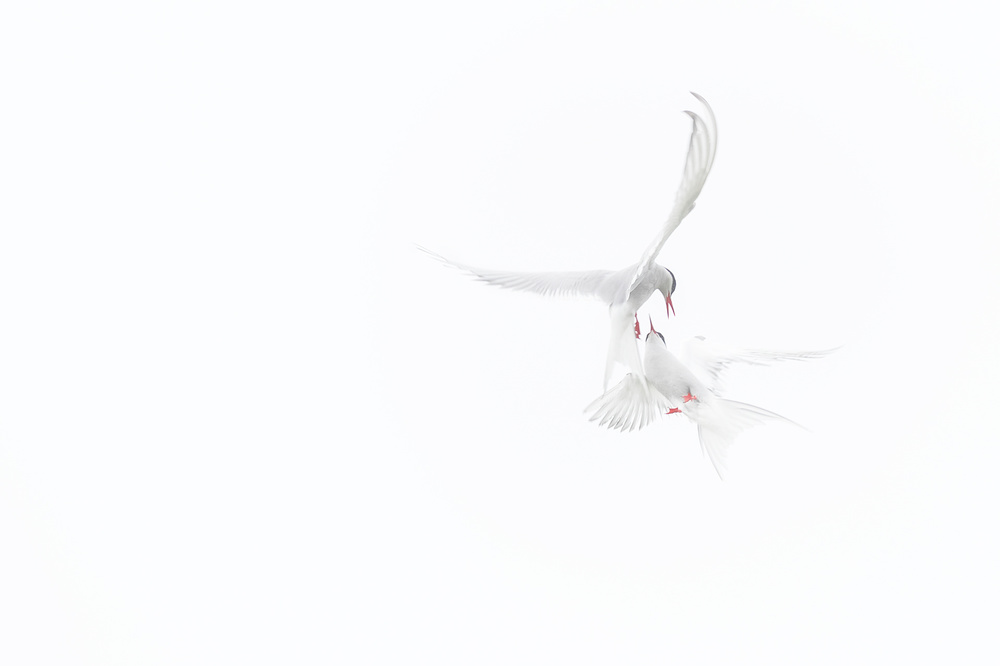 Arctic Terns de Roberto Marchegiani