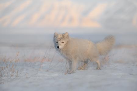 Arctic Fox