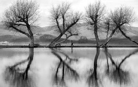 Reflections in the pond