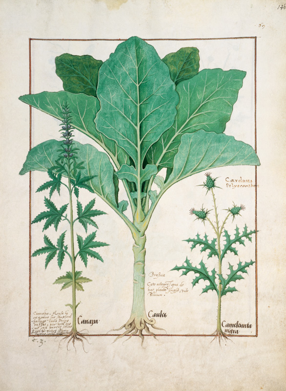 Ms Fr. Fv VI #1 fol.145r Cannabis, Brassica and Thistle de Robinet Testard
