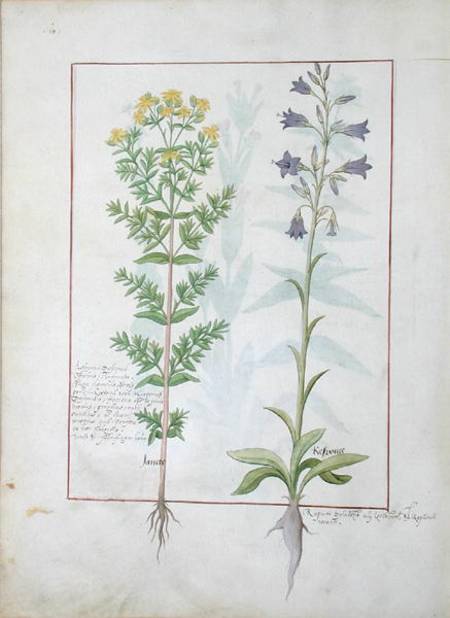 Two flowering plants from 'The Book of Simple Medicines' by Mattheaus Platearius (d.c.1161) de Robinet Testard