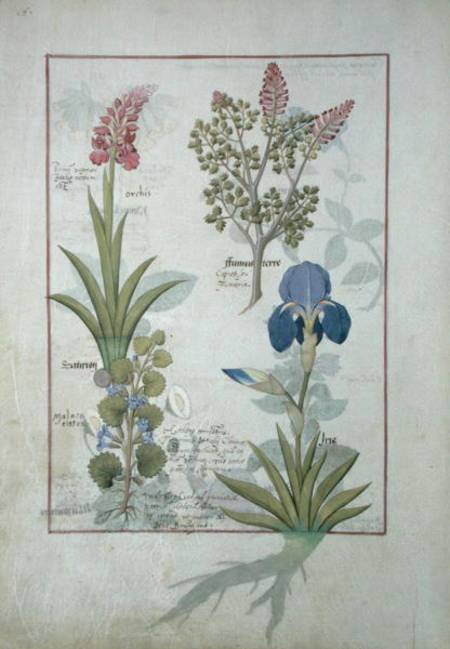 Ms Fr. Fv VI #1 fol.114v Top row: Orchid and Fumitory or Bleeding Heart. Bottom row: Hedera and Iris de Robinet Testard